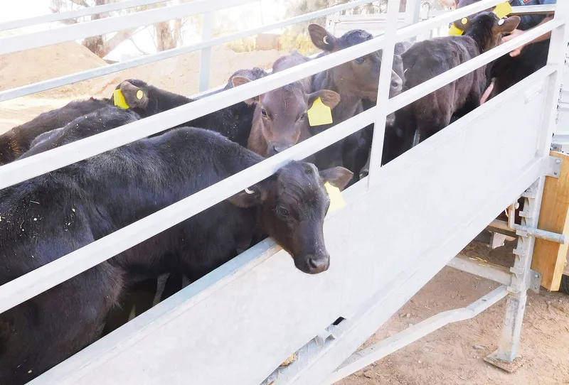 Die letzten Wagyu-Cross-Kälber werden zum Aufzüchter transportiert. Die Nachfrage ist nicht mehr gegeben.