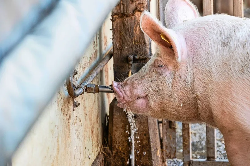 Die Schweine nutzen die Nippel im Auslauf. Im Winter verhindert eine Ringheizung, dass das Wasser einfriert. Im Sommer kühlt eine Sprinkleranlage die Tiere ab.