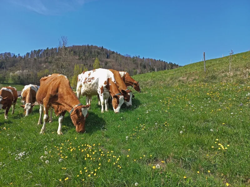 Swiss Fleckvieh auf einer Weide.