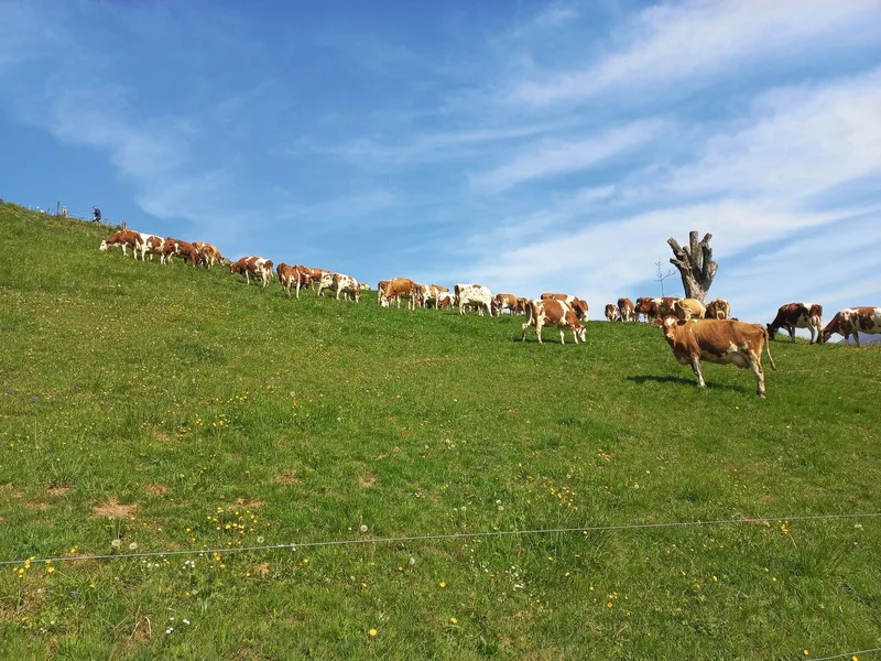 Die Milchkühe weiden auf steilen Naturwiesen.