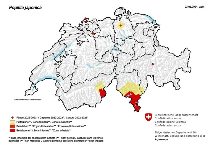 Japankäfer: In Basel läuft die Ausrottungsaktion