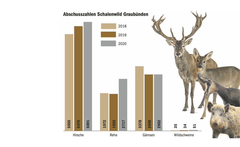 Graubünden hofft auf eine gute Sonderjagd