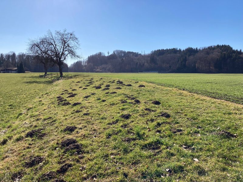 Entspannung an der Mäusefront