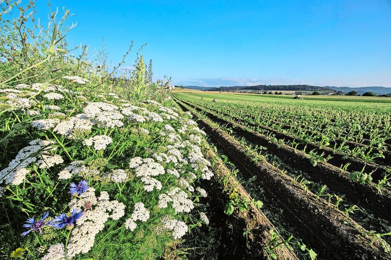 Biodiversität im Vordergrund, dahinter Ackerbau und Technik – Landwirtschaft zwischen Ökologie, Produktion und Mechanisierung.