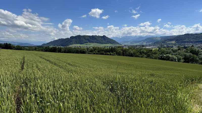 «Jetzt an Gründüngungen denken», hiess es am IP-Suisse-Produzententag