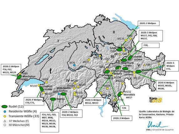 Ein Blick über die Grenze: Die Situation mit dem Wolf in der Schweiz und im Ausland