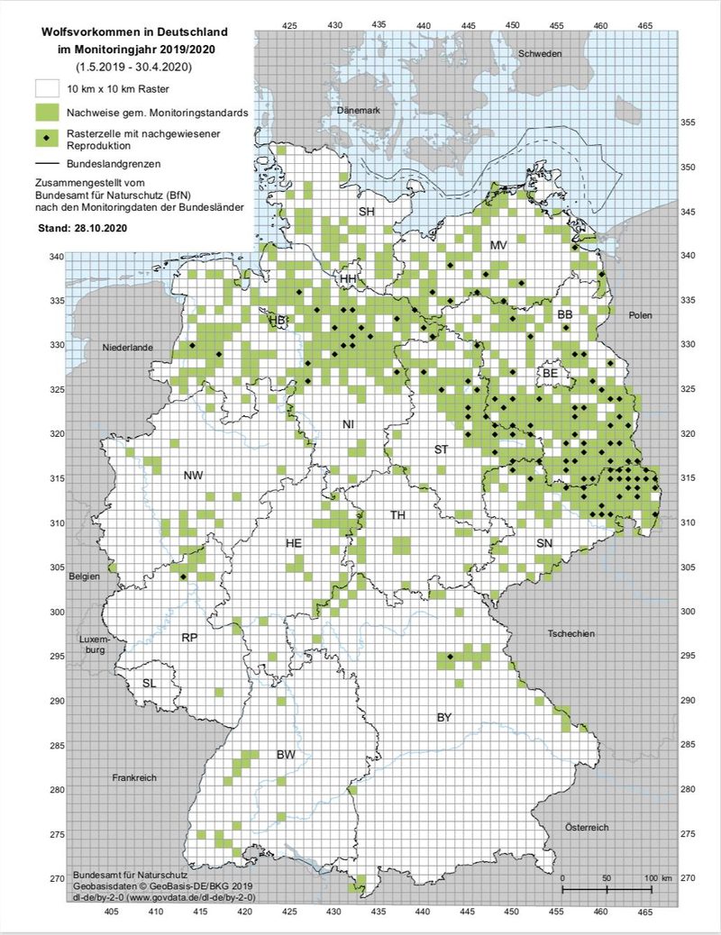 Ein Blick über die Grenze: Die Situation mit dem Wolf in der Schweiz und im Ausland