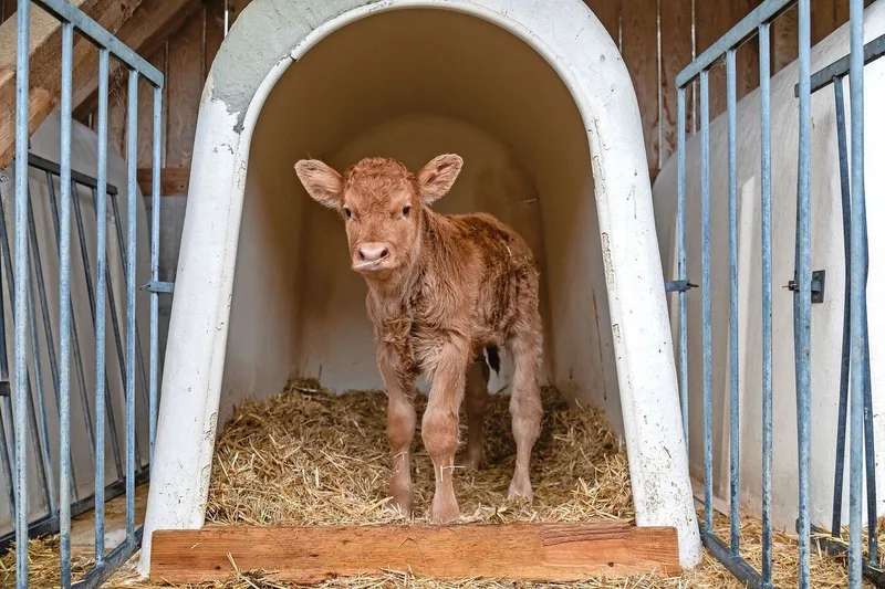 Kälberiglus sind kostengünstig, mobil, leicht händelbar und gut zu reinigen sind, bieten aber ohne zusätzliche Massnahmen keinen Schutz bei höheren Temperaturen.