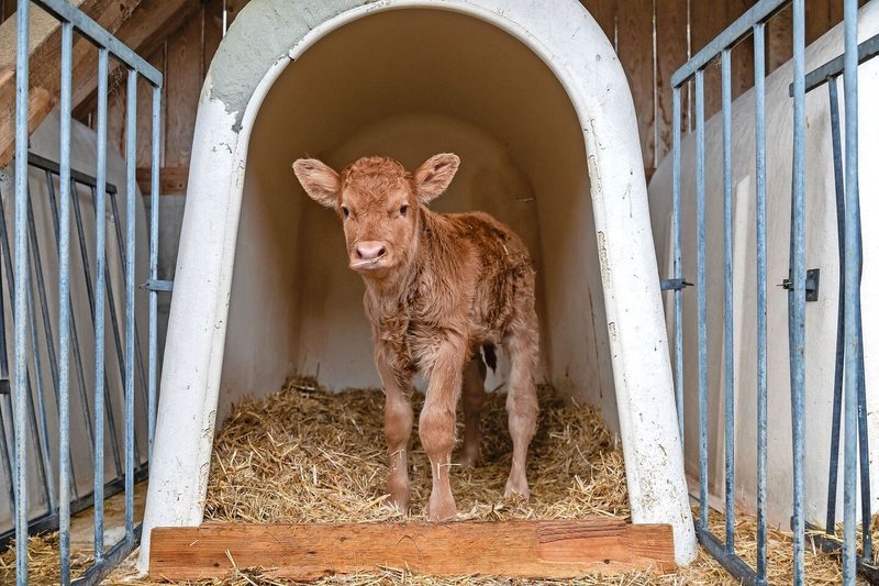 Kälberiglus sind kostengünstig, mobil, leicht händelbar und gut zu reinigen sind, bieten aber ohne zusätzliche Massnahmen keinen Schutz bei höheren Temperaturen.