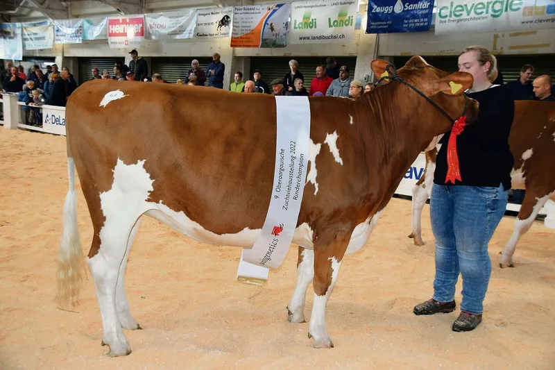 Über alle Rassen gewann das SF-Rind Flüsta Ursjn Ladina von Melanie Flückiger, Oeschenbach, den Championne-Titel bei den Rindern.