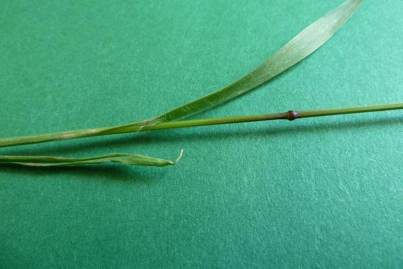 9 häufige Schweizer Gräserarten: kein Halm gleicht dem anderen