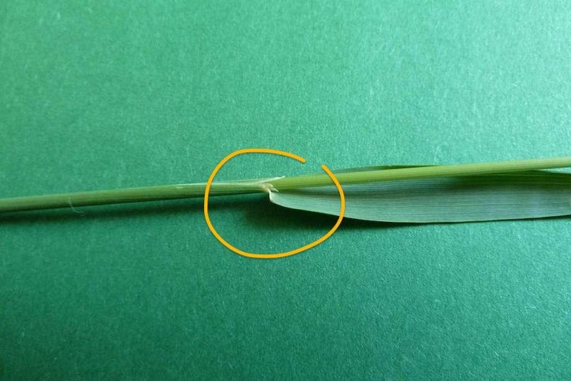9 häufige Schweizer Gräserarten: kein Halm gleicht dem anderen