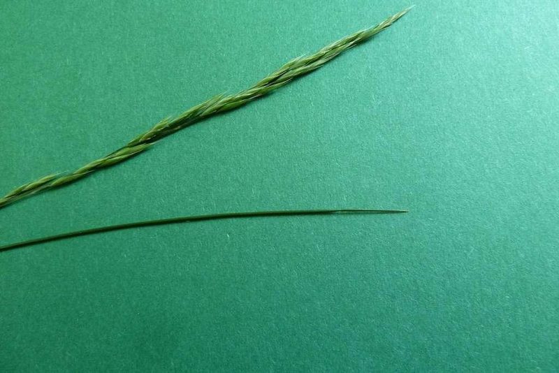 9 häufige Schweizer Gräserarten: kein Halm gleicht dem anderen