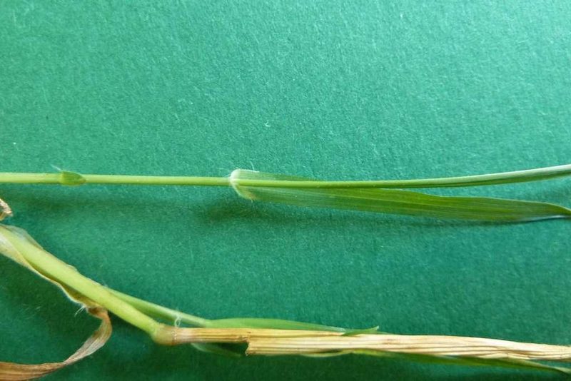 9 häufige Schweizer Gräserarten: kein Halm gleicht dem anderen