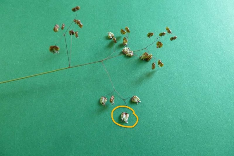 9 häufige Schweizer Gräserarten: kein Halm gleicht dem anderen