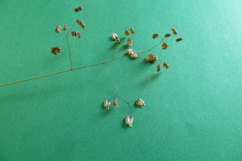 9 häufige Schweizer Gräserarten: kein Halm gleicht dem anderen