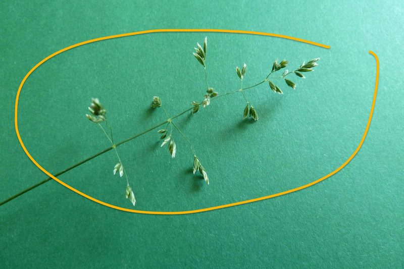 9 häufige Schweizer Gräserarten: kein Halm gleicht dem anderen