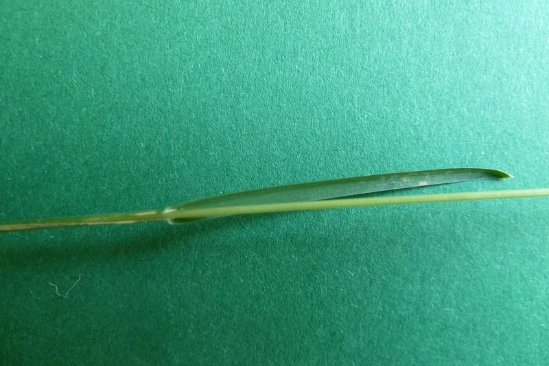 9 häufige Schweizer Gräserarten: kein Halm gleicht dem anderen