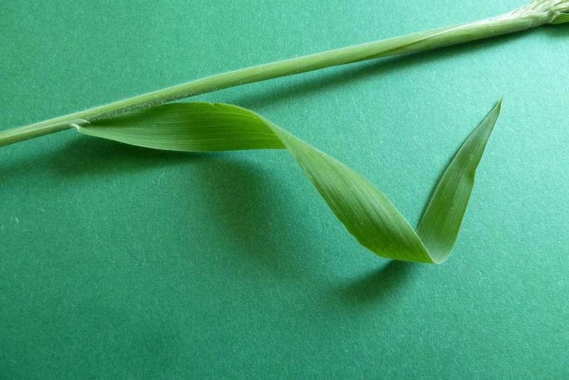 9 häufige Schweizer Gräserarten: kein Halm gleicht dem anderen