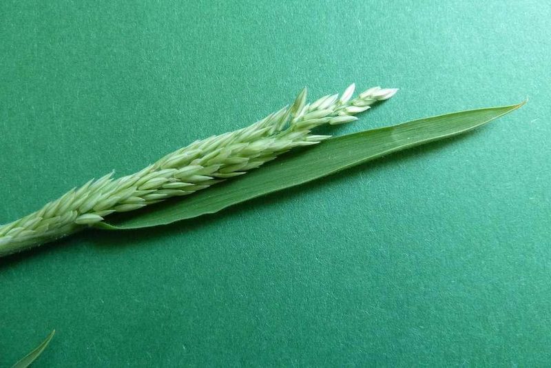 9 häufige Schweizer Gräserarten: kein Halm gleicht dem anderen