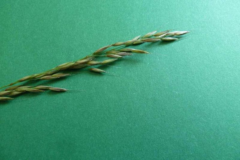 9 häufige Schweizer Gräserarten: kein Halm gleicht dem anderen