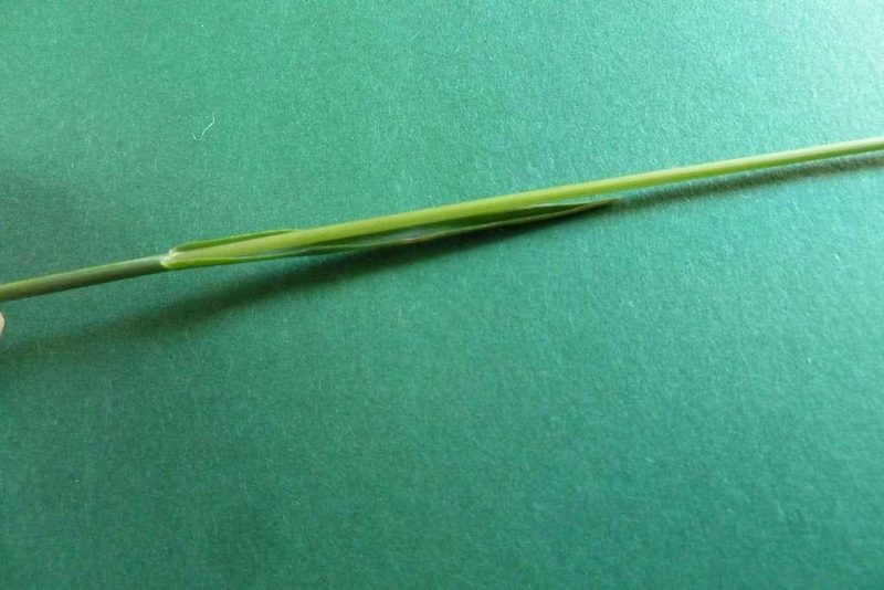 9 häufige Schweizer Gräserarten: kein Halm gleicht dem anderen