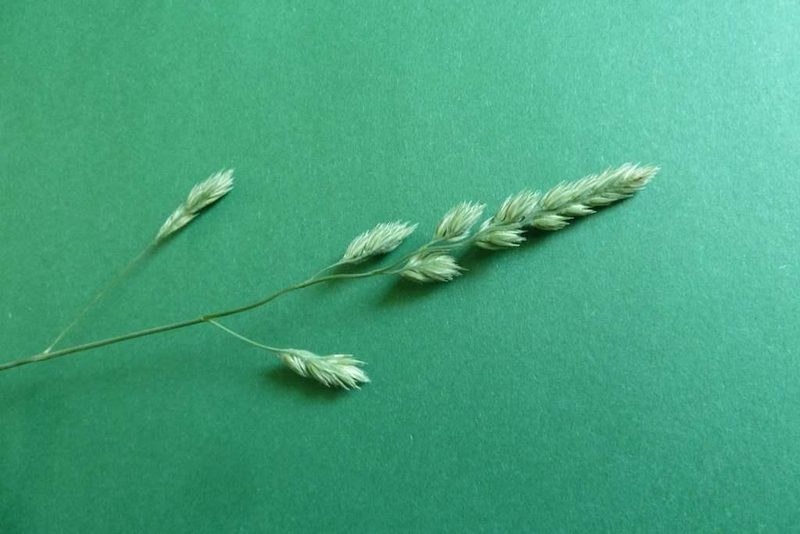 9 häufige Schweizer Gräserarten: kein Halm gleicht dem anderen