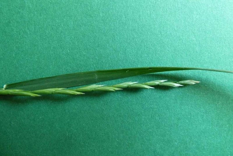 9 häufige Schweizer Gräserarten: kein Halm gleicht dem anderen