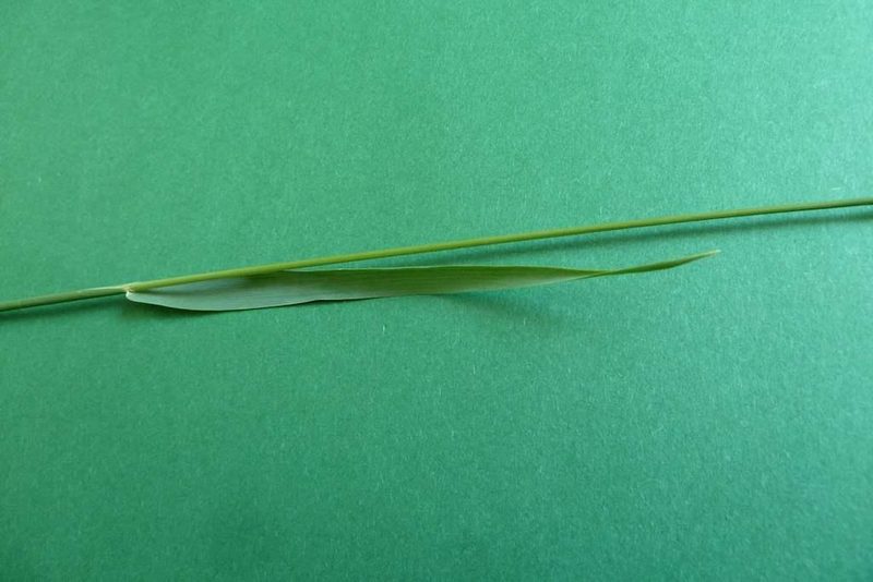 9 häufige Schweizer Gräserarten: kein Halm gleicht dem anderen