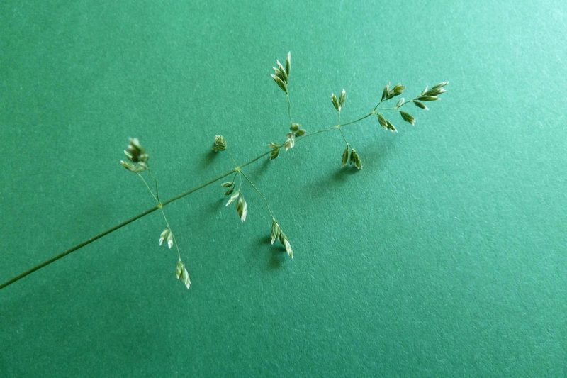 9 häufige Schweizer Gräserarten: kein Halm gleicht dem anderen