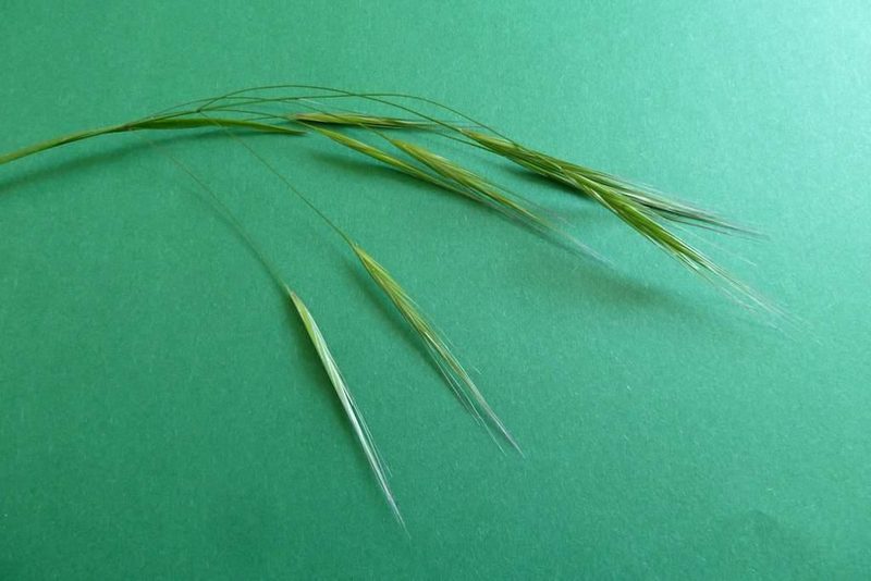 9 häufige Schweizer Gräserarten: kein Halm gleicht dem anderen