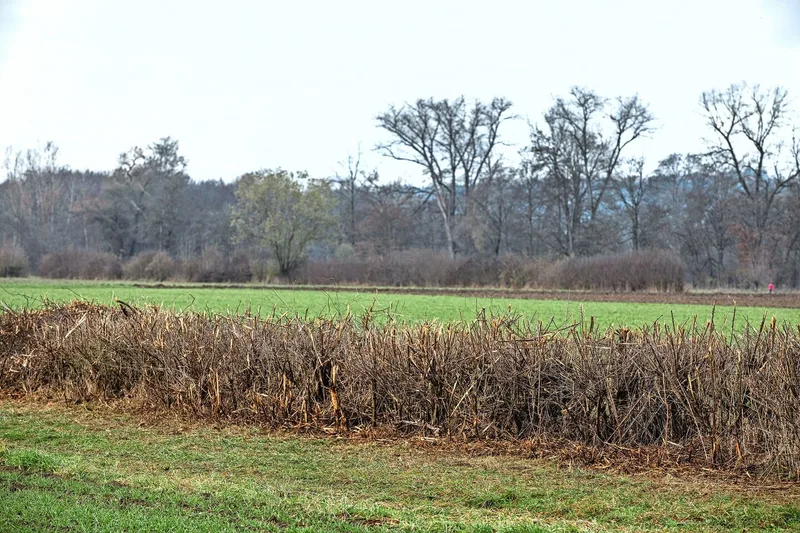 Der Mulcher ist eine Möglichkeit zur maschinellen Heckenpflege. Nach der Bearbeitung sieht die Hecke ausgefranst aus, was Passanten abschrecken kann.