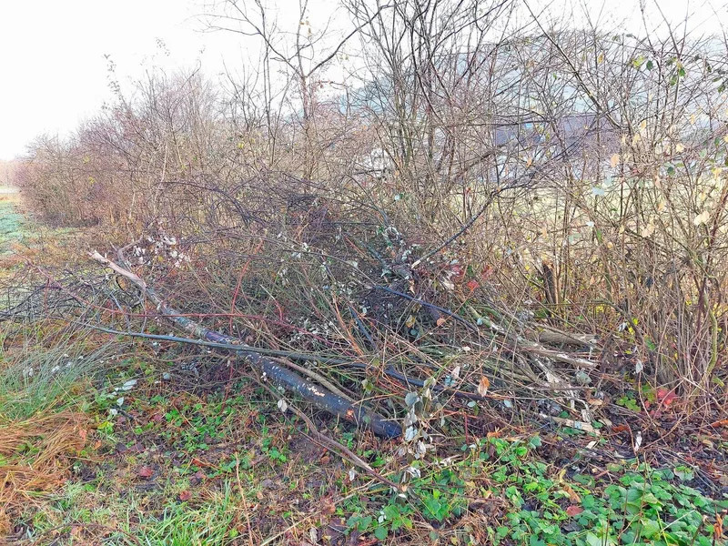 Anfallendes Astmaterial kann an einem Asthaufen in der Hecke deponiert werden und bietet wertvollen Lebensraum für Insekten und kleine Säugetiere.