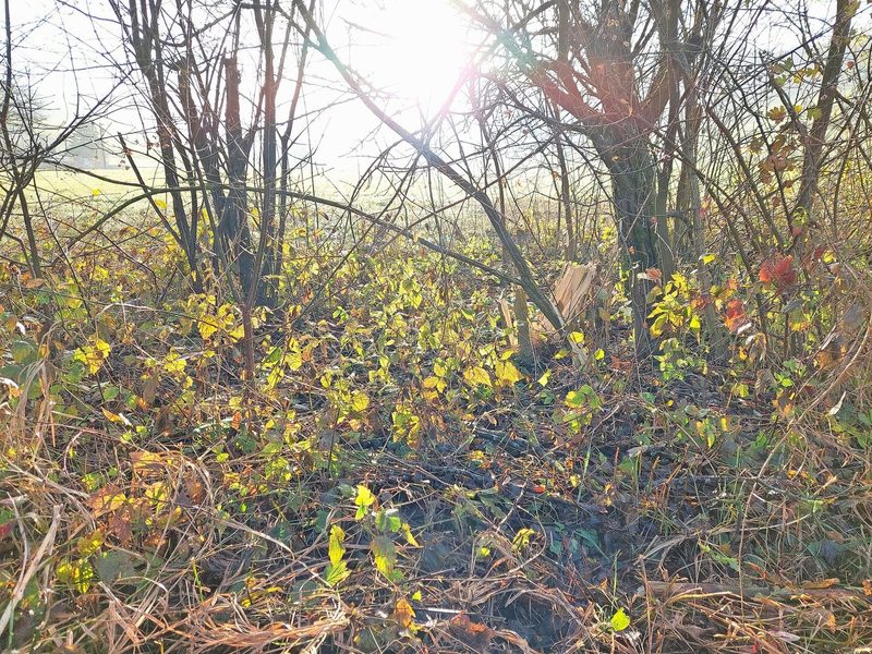 Durch das Schneiden wird die Hecke ausgelichtet, wodurch schlummernde Pflanzen wachsen können. Vorsicht aber bei Brombeeren.