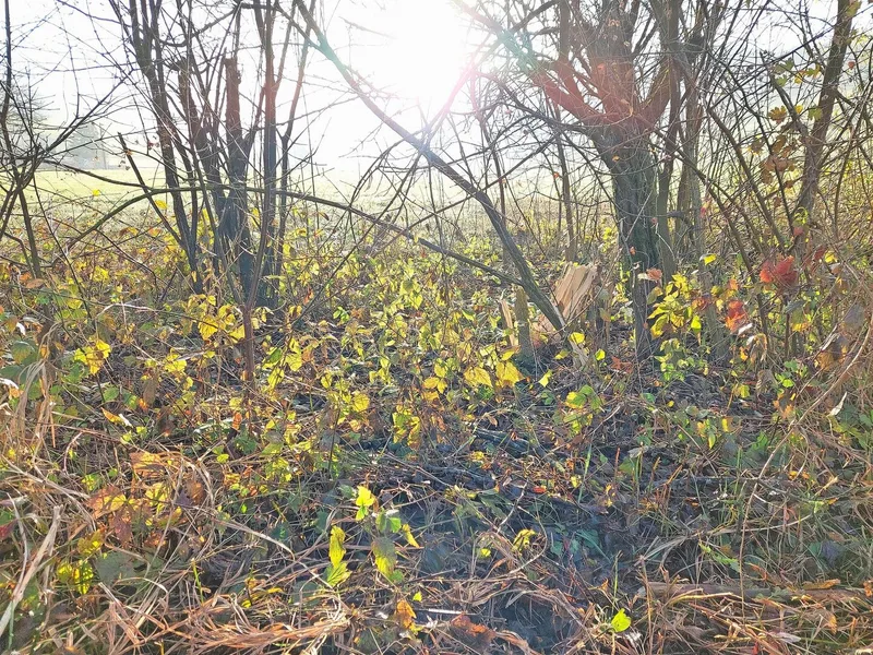 Durch das Schneiden wird die Hecke ausgelichtet, wodurch schlummernde Pflanzen wachsen können. Vorsicht aber bei Brombeeren.