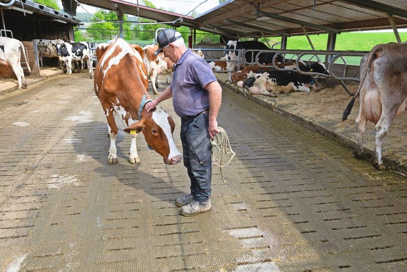 Milchproduktion ist eines der Standbeine der Stöckweid. Jean-Jacques Duperrex ist leidenschaftlicher Viehzüchter.