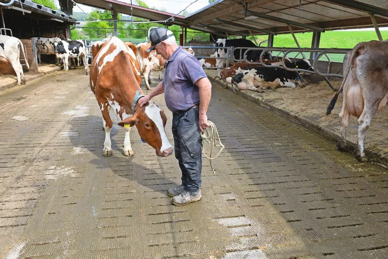 Milchproduktion ist eines der Standbeine der Stöckweid. Jean-Jacques Duperrex ist leidenschaftlicher Viehzüchter.