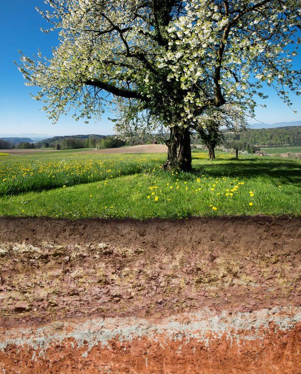 Im Boden leben mehr Lebewesen als bisher angenommen