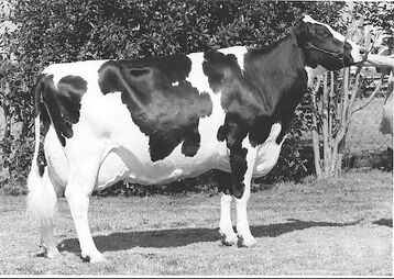Wer kennt sie nicht: Hanoverhill Tony Rae EX-96. Grossmutter der Schaukuh Scientific Durham Debutante.