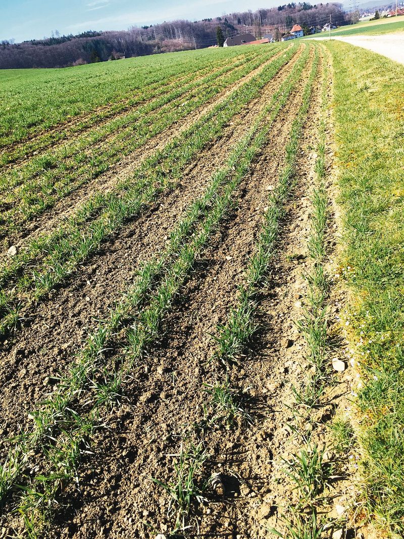 Ein Feld mit Hasenweizen im Mai 2020. (Bild jsc)