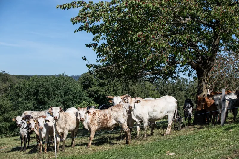 Die leichten und genügsamen Zwergzebus beweiden die steilen Jura-Hänge. Das Fleisch vermarktet Ursula Studer direkt über eine Info-Mail-Liste. Bild: Pia Neuenschwander