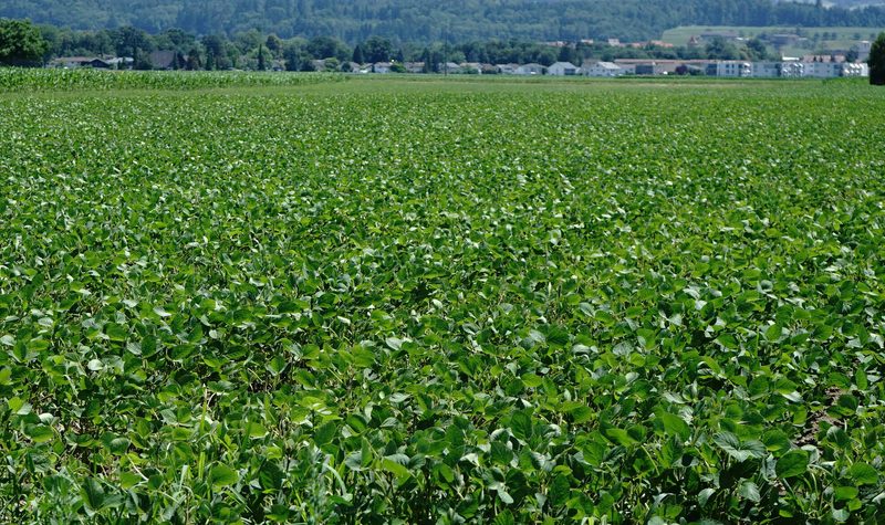 Schweizer Futtermittelproduktion – so fressen unsere Nutztiere