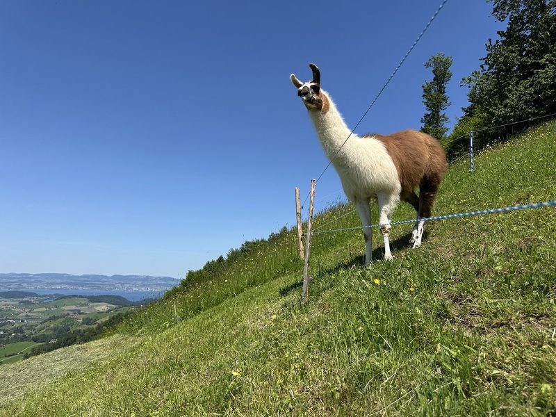 Wetterschmöcker und Landwirt Karl Hediger lag goldrichtig – jetzt läuft die Heuernte auf Hochtouren