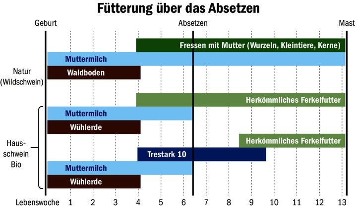 Jagerfütterung dem Wildschwein nachempfunden: Meiers setzen ihre Ferkel zuerst zwei Wochen auf «Diät», damit sich die Verdauung ohne Durchfallerkrankung auf feste Nahrung umstellen kann.