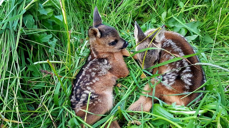 Tausende Rehkitze gerettet: neue Retter gesucht