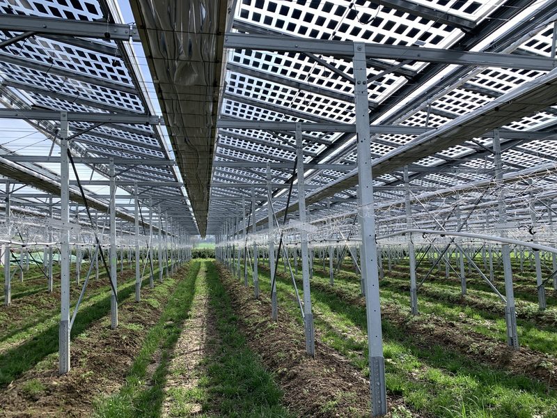 Agri-Photovoltaik Anlage liefert Sonnenstrom und Schatten für Beeren