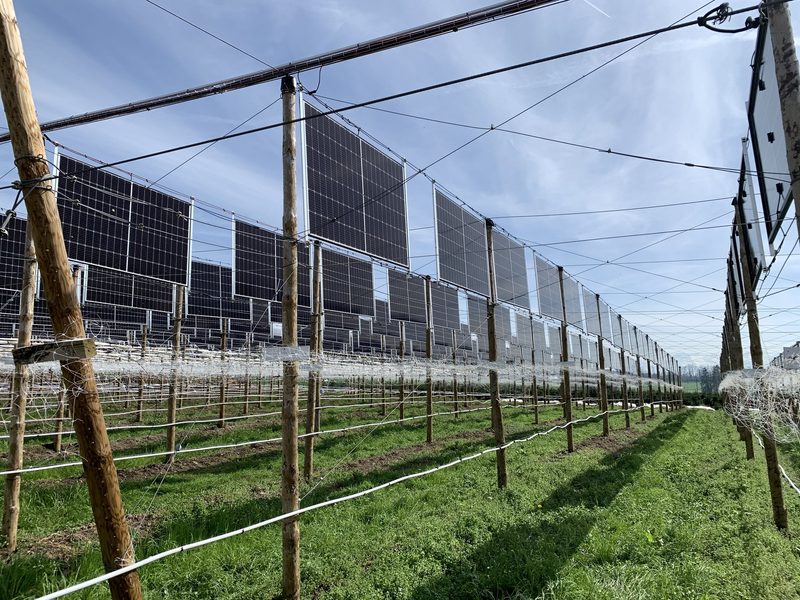 Agri-Photovoltaik Anlage liefert Sonnenstrom und Schatten für Beeren