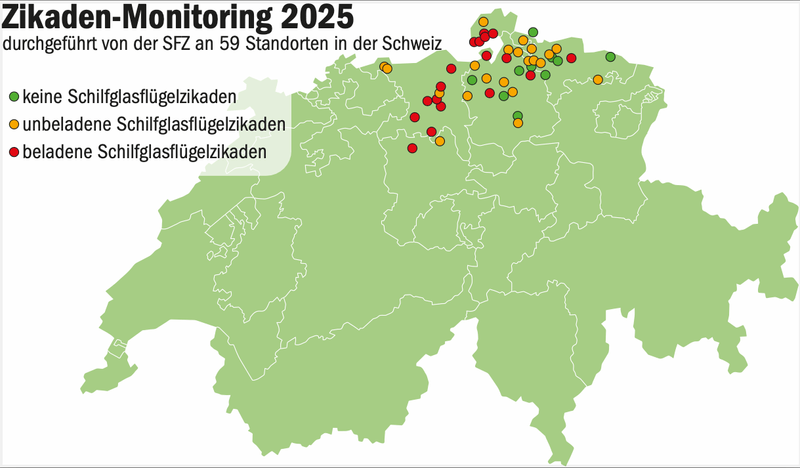 Hohe Erträge und eine geschlossene Zuckerfabrik prägen die Zuckerrübenkampagne 2025