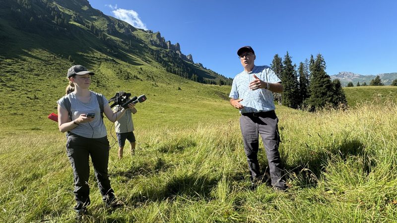 «Die Herdenschutzhunde sind am Limit»: Bauernvertreter fordern den Abschuss des Rudels