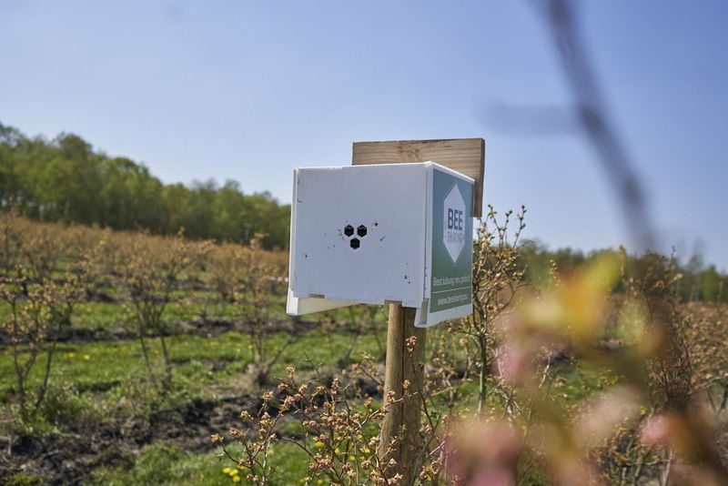 Regionale Bienenvölker per Mausklick bestellen